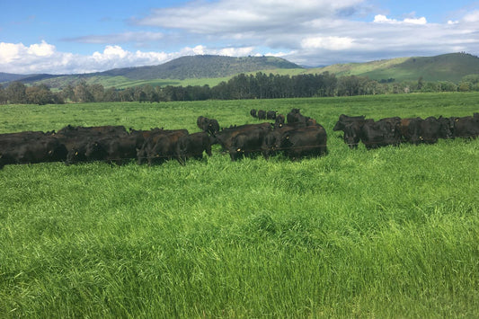 Grass-Fed vs Grain-Fed Beef: What's the Real Difference?