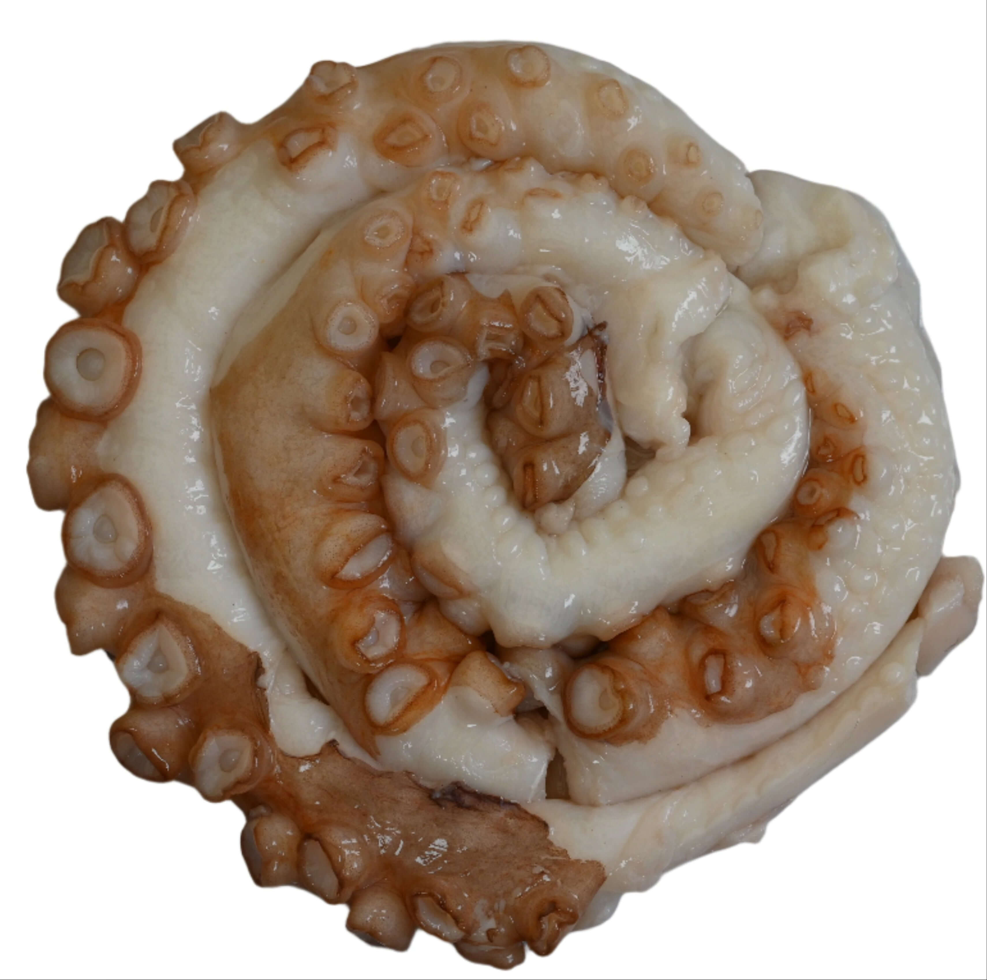 South Australian Octopus (Approx. 1 kg.)